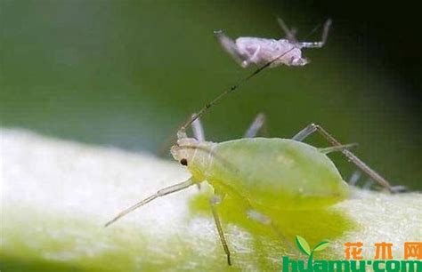一、蚜虫-病虫害图谱-图片