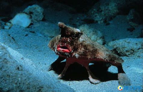 世界十大怪异的海洋生物，五彩鳗名列榜首(2)_巴拉排行榜