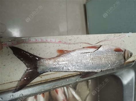 今日鱼获 铁脑壳 最长的30厘米 - 钓鱼之家