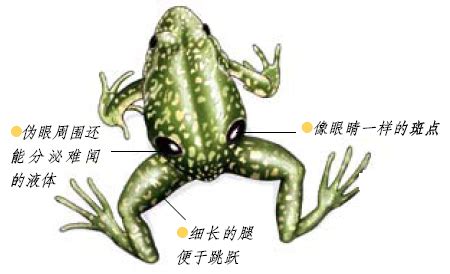 青蛙小时候的外形特征-ABC攻略网