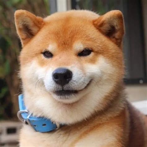 柴犬非主流头像
