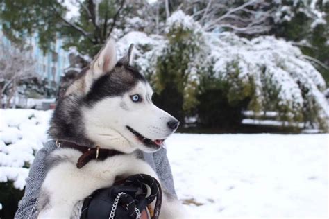 西伯利亚雪橇犬为何又叫“哈士奇”呢? 哈士奇名字的由来