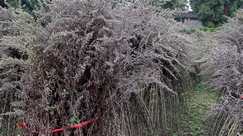 灵草植物园林1000&#215;666666&#215;30图片