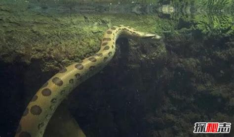 世界上最长的蛇：泰坦巨蟒超乎你想象（图）_知秀网