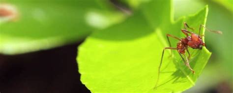 叶切蚂蚁高清图片下载-正版图片503447052-摄图网