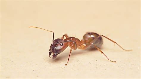 蚂蚁怎么挖洞建窝？剖面延时拍摄，让外门一起见证蚂蚁帝国的诞生