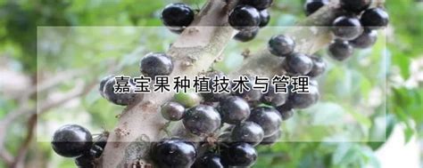 水溶肥在猕猴桃上的使用，这篇一定要看-北京胜达博睿科技有限公司