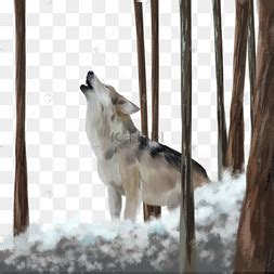 独狼图片