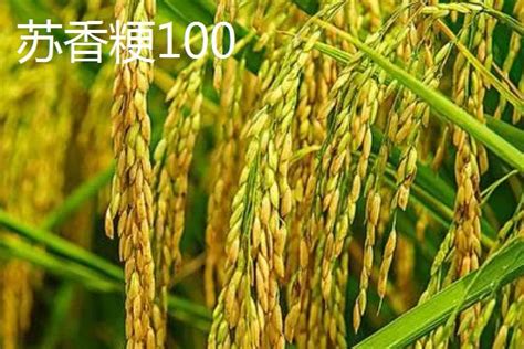 中国高产水稻品种介绍，看这七种 - 农服务