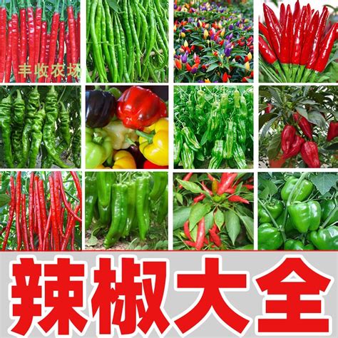 常用辣椒种类辣度和香度介绍,辣椒怎么使用才能发挥它的辣度 - 闪电鸟
