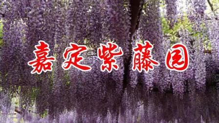 《紫藤花园》全集-电视剧-免费在线观看