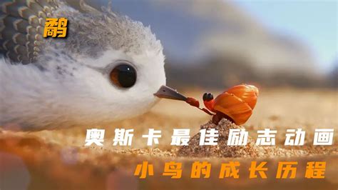 奥斯卡最佳短片，一只小鸟的成长过程《鹬》！_腾讯视频