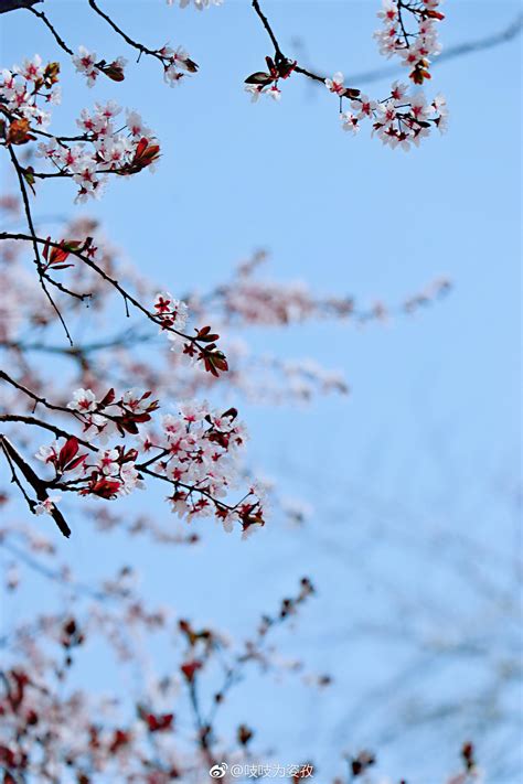 春日游，杏花吹满头