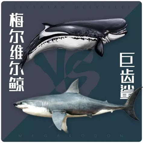 巨齿鲨和大白鲨对比,巨齿鲨和鲨,鲨vs巨齿鲨_大山谷图库