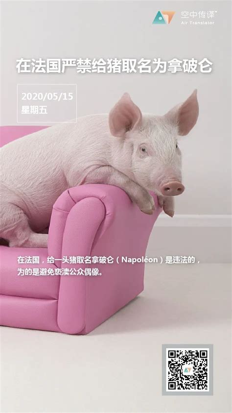 每日百科：在法国禁止给猪取名为拿破仑