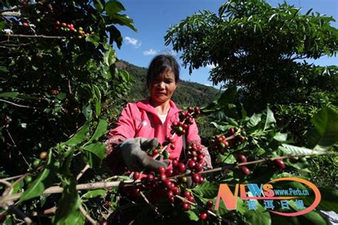 普洱思茅区南屏镇咖啡丰收农民致富 中国咖啡网 05月20日更新