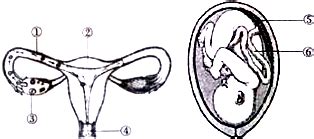 右图为女性生殖系统示意图.据图回答: (1)女性主要生殖器官是[ ] .其功能是产生卵细胞和分泌雌性激素. (2)当精子到达[ 3 ] 后 ...
