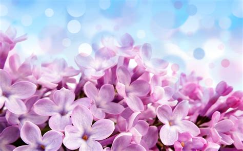 丁香的有花或开花的枝条。盛开的花朵紫丁香视频素材_ID:VCG42N1294612553-VCG.COM