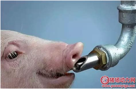 请问为什么猪死了之后开水烫不会起泡？用开水把猪烫死「分享」 - 综合百科 - 绿润百科