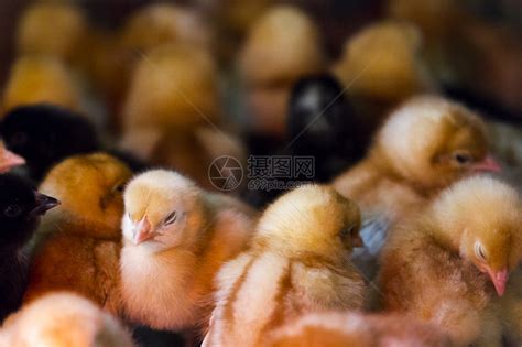 一群小鸡在农场他们挤在加热灯周围高清图片下载-正版图片504751980-摄图网