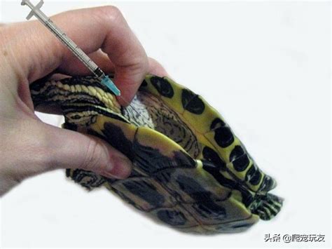 怎么看乌龟是不是浮水（龟浮水的原因与及治疗方法） - 胖萌舍宠物网