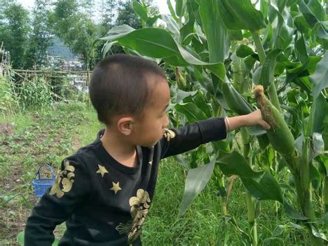 又到了收玉米的季节，河南大学生放假回家帮忙掰玉米咯……|玉米|生活_新浪新闻