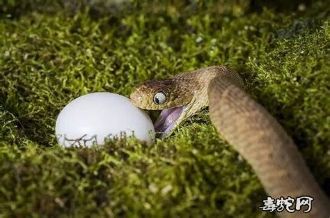 非洲食蛋蛇长什么样？非洲食卵蛇图片大全_蛇的图片_毒蛇网