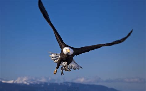 飞行中的小鹰或西Pandionhaliiaetus高清图片下载-正版图片506496808-摄图网