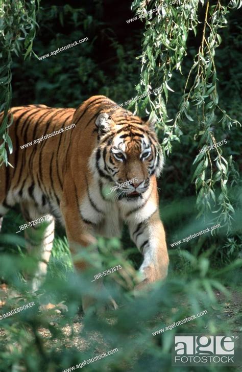 Siberian tiger (Panthera tigris altaica), Stock Photo, Picture And ...
