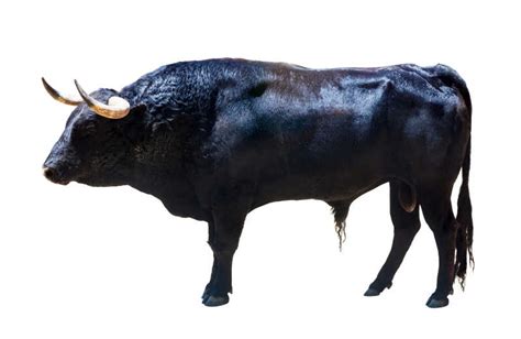 养殖牛发家致富 出售一头小牛犊价格 小黄牛 架子牛-阿里巴巴