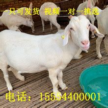 【活羊市场】_活羊市场品牌/图片/价格_活羊市场批发_阿里巴巴