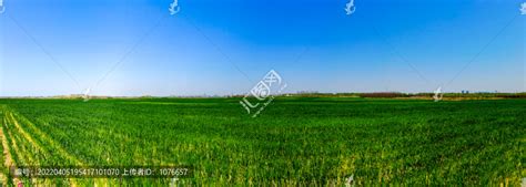 手拿麦穗广阔的绿油油的麦田成熟的麦田田野自然风景图图片下载 - 觅知网