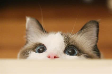 小猫-可爱和有趣的猫视频汇编_腾讯视频