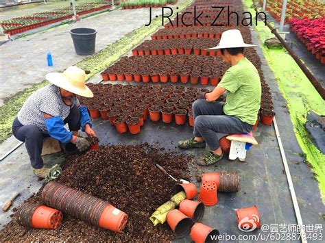 容器里的苗木养护十大方法-种植技术-中国花木网
