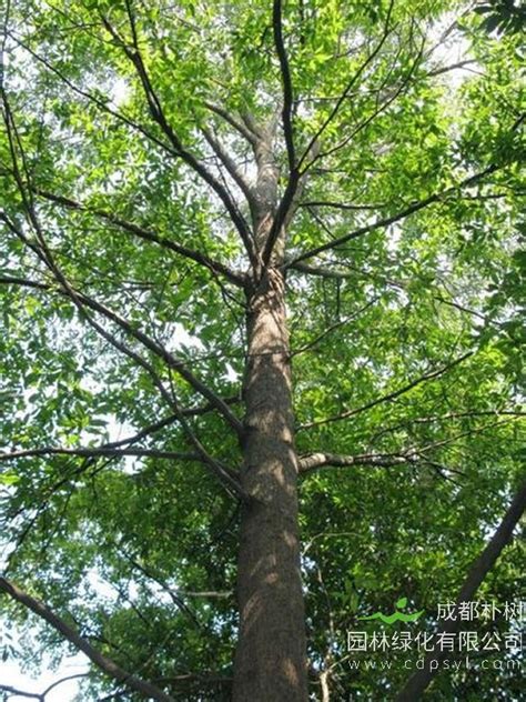 青冈栎图片-形态特征-生长环境-分布范围以及主要价值 - 成都朴树园林绿化有限公司