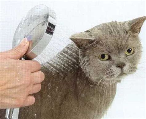 【话题】给猫咪洗澡有哪些步骤你知道吗？ - 我的安吉拉-小米游戏中心