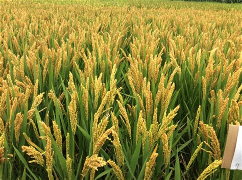 水稻选种、浸种、催芽技术流程和注意事项！