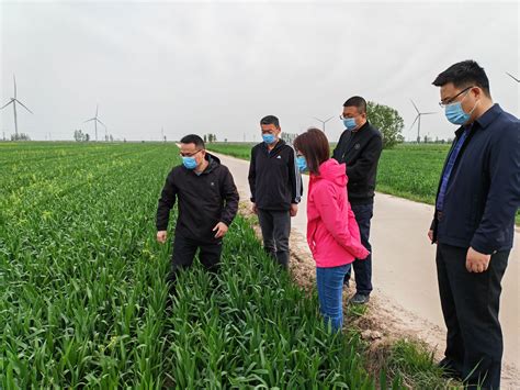 武城｜“第一书记” 牵手农业专家把“麦”开方_德州24小时