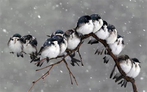 树枝上的小鸟蓝天鸟类动物歇息摄影图配图高清摄影大图-千库网