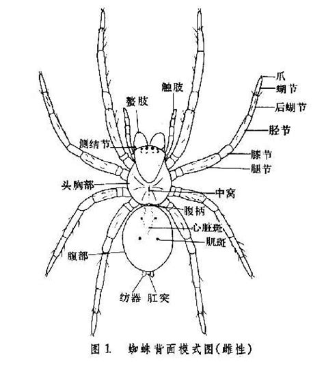 蜘蛛目图册_360百科