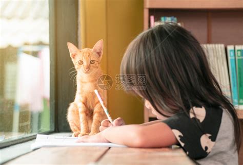 学习独自的前班在家教育亚裔小女孩周末在窗户旁边做功课小猫坐在她可爱的宠物概念旁边回学校去上Y我高清图片下载-正版图片308037912-摄图网