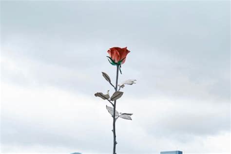 「品位大师」郑志刚香港艺术月巨献，巨型玫瑰绽放K11 MUSEA海滨长廊_TOM旅游