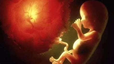 胎儿在母体中的日日夜夜（一）