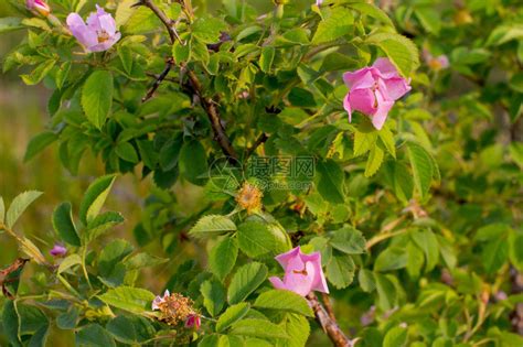 野玫瑰丛盛开的红玫瑰高清图片下载-正版图片503798146-摄图网