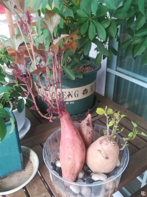 红薯盆景怎么种 红薯苗的种植方法_爱花网