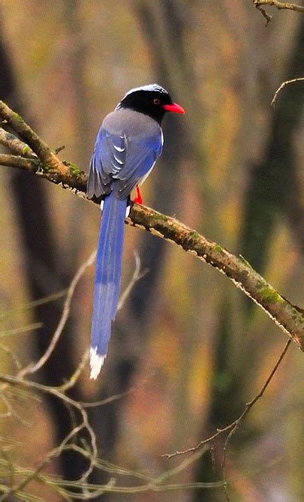 红嘴蓝鹊-鼎湖山鸟类-图片