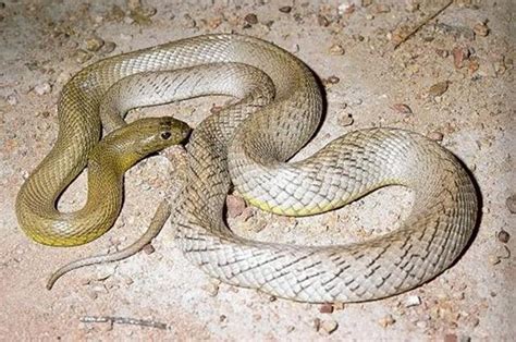 人类最怕的动物，世界上最恐怖的十大毒蛇，眼镜王蛇才排名第五