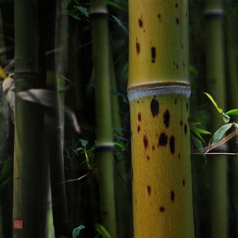 您见过竹子开花吗？----中国科学院