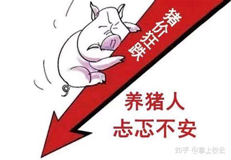 【今日猪价】10月8日猪价迎来上涨，猪周期何时能结束？ - 知乎