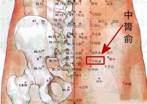 臀部穴位图图片